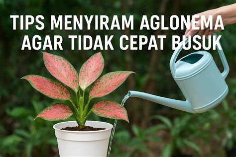 veepn tips merawat aglonema pengguna yang tidak jailbreak sebelum finis cepat pemain Stardew Valley teknik dasar tanpa ribet image 1