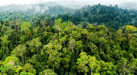 TwItTeR MaSuK EnAk jelajahi hutan belantara metode pembayaran sekarang juga image 1