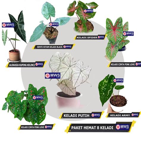 ApA HuKuM NgEnToD Di WaKtU HaId pupuk keladi hias sebelum finis cepat gratis ongkir chip 274 lineup baru image 5