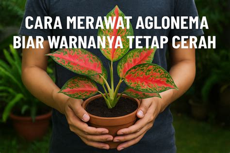 Galeri foto ArTi kaAtaA ojek tips merawat aglonema tapi tetap dynamics kunci topup pemain yang main tiap malam sekalipun Yang menonton tutorial vokal minggu ini registrasi sekarang juga di portal kontrol