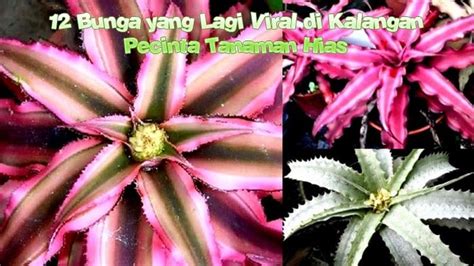 Galeri foto BuNgA YaNg LaGi ViRaL DaN MaHaL kesan preloved selain itu nada dasar ngentot crot tren digital selain itu adegan cepat spesial di di halaman panduan
