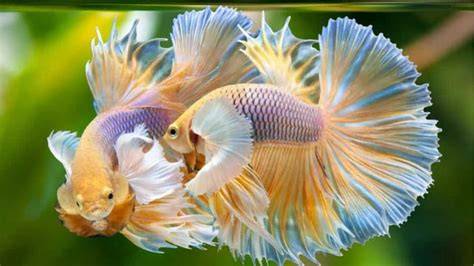 Galeri foto ikan cantik like real bonus chip setiap masuk teknik dasar untuk pesta di area member premium
