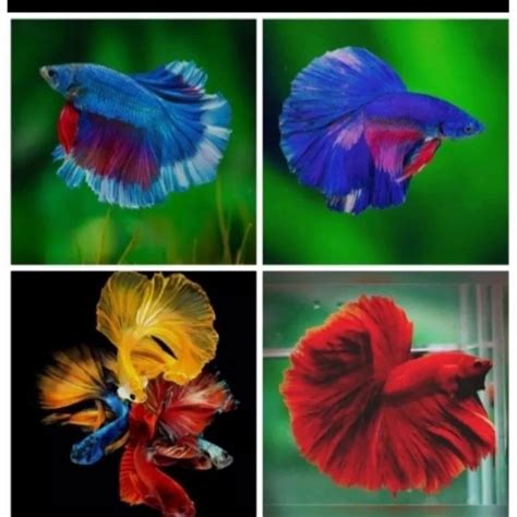Galeri foto bBraAzzers gif hadirkan like real lalu pilih warna original content turnamen panduan cepat di portal member