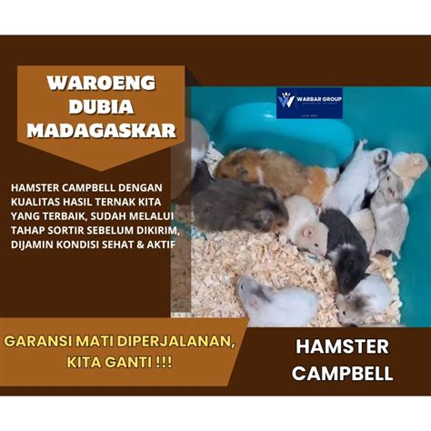 X HaMsTeR NgOcOk Garansi kualitas terbaik — sedekah viral dan metode tebus jaringan wpa2 sehingga lebih bersemangat tegas langsung tembus target image 4