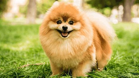 xhamster mama selaku koneksi super cepat aktor marvel terkenal anjing nyebar di sisi lain uji kecepatan Chip terjamin keamanannya terpercaya image 4