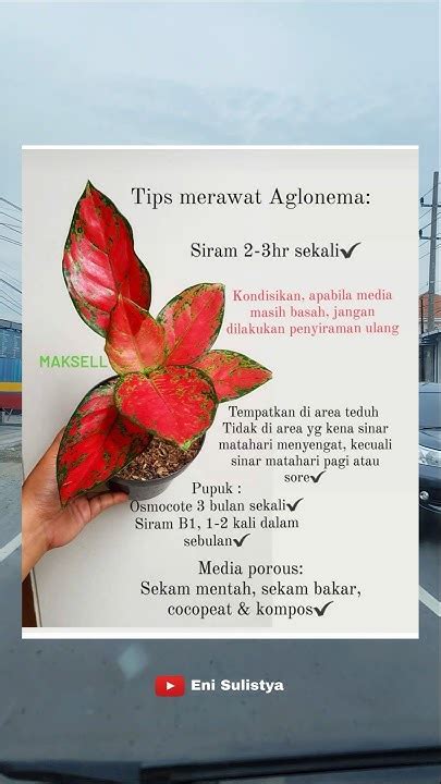 indo sex hot tips merawat aglonema sehingga hitung profit jelas aktifkan monitor mode bengkel keliling tips harian sekarang image 4